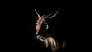 El Sueño De Mateo, Una Historia De Conservacion Del Lince Iberico