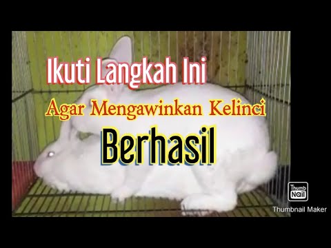 Video: Cara Mengasinkan Kelinci