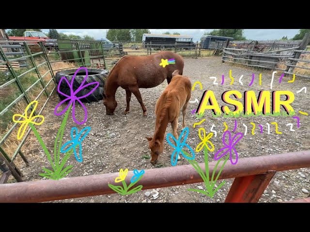 Doing ASMR on a Farm