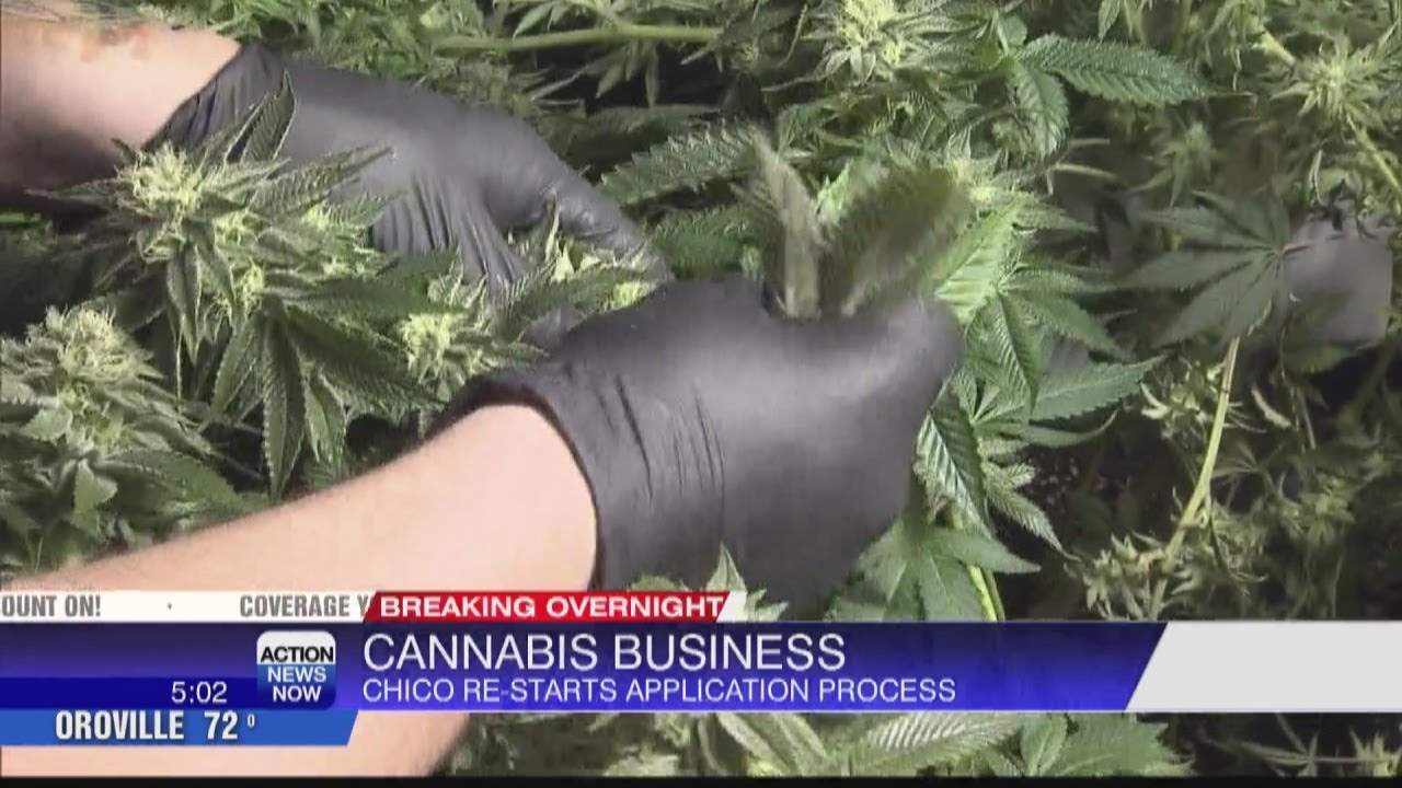 Commercial cannabis one step closer to coming to Chico
