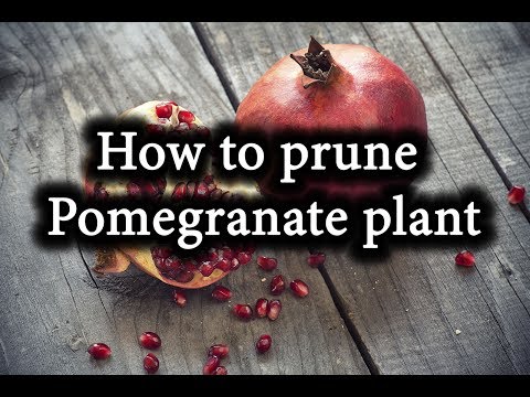 Video: Growing Pomegranate Of An Ordinary Dwarf Form: Soil, Reproduction, Bush Formation And Pruning