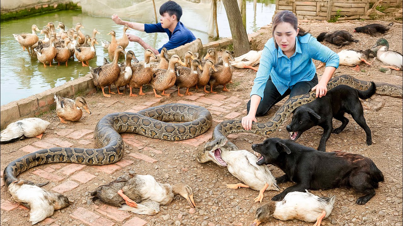 Smart Dog Helps Ly Thi Hoa Rescue Ducks From Giant Anaconda Invasion – What Will Happen Next?