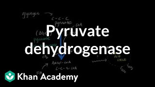 Regulation of Pyruvate Dehydrogenase