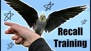 How I Taught My Birds To Fly To Me || Recall Training || MERCH COMPETITION