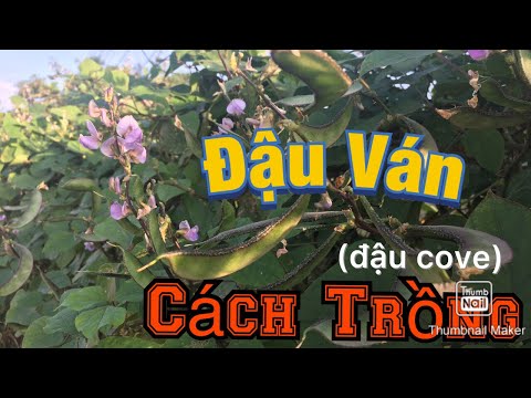 Video: Trồng Đậu Làm Nhà - Cách Làm Nhà Đậu Trong Vườn