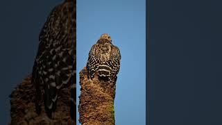 Red Shouldered Hawk #florida #wildlife #birdofprey