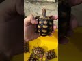 kura kura RedFoot #tortoisevideo #kuradarat #hewanlucu #turtle #redfoot #fypシ゚viral #shortvideo