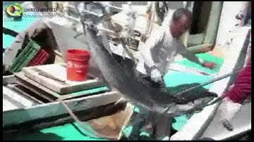 CITES & the Shark Fin Epidemic