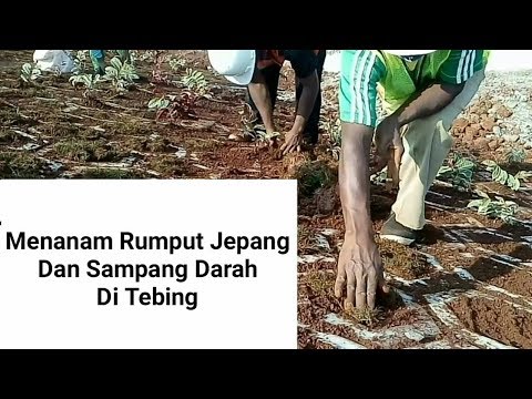 Video: Tanaman Rumput Darah Jepang - Cara Menanam Rumput Darah Jepang