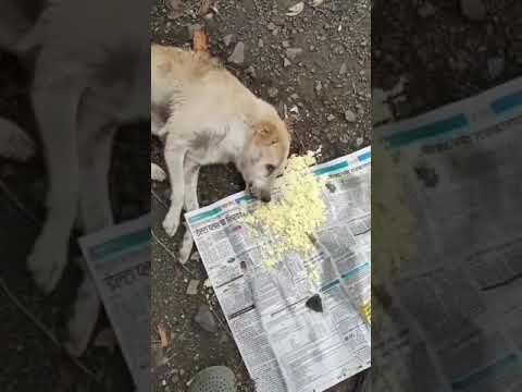 Video: Strain Baru Distemper Canine?