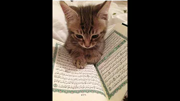 المداد لمداد يارسول الله حالات واتس أب Statut Whatsapp 