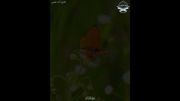 أفلا يتدبرون القرآن أم على قلوب أقفالها #سورة #محمد #أحمد_العجمي #قرآن_كريم