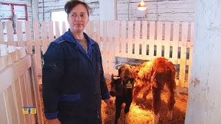 Видео В агрокомплексе "Манайский" получен наивысший среднесуточный привес молодняка КРС (автор: Упоровское время)