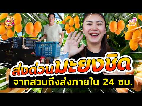 Express Mayongchid Delivery: From the Orchard to You Within 24 Hours | Krit-in-the-Orchard