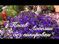 Сею🌱 ЛОБЕЛИЮ 🌱удобным способом 🌱БЕЗ ПИКИРОВКИ🌱