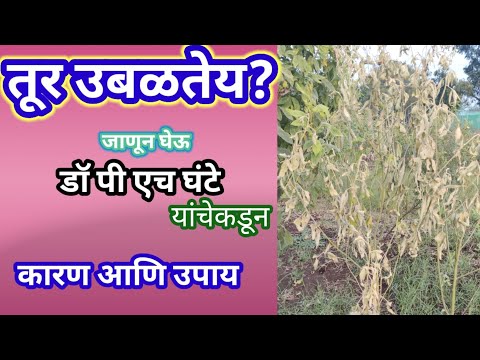 फ्युजारियम बुरशीमुळे तूर उबळणे/ वाळणे. Pigeon Pea Fusarium Wilt