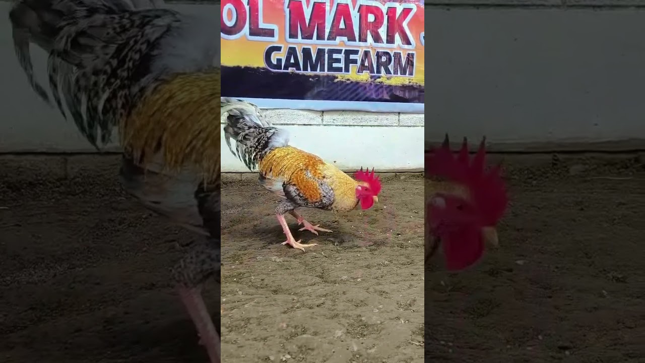 JM Fantastic Bulik x AA Cobra Bulik 