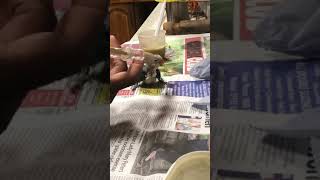 Hand Feed Lovebirds