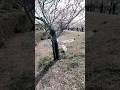 桜満開の下で散歩する保護犬コマメ