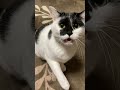よいよい