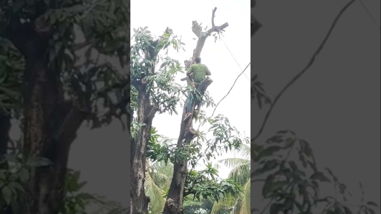 large mango wood cutting skills technique  