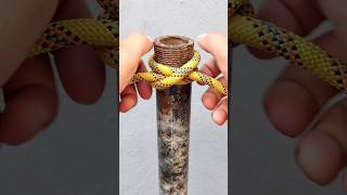 CLOVE HITCH #viral #knot #shortsviral #diy #knotying #short #viral #fyp #tutorial #knottutorial #diy