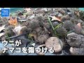 ウニがナマコを傷つける【Nスタ545】