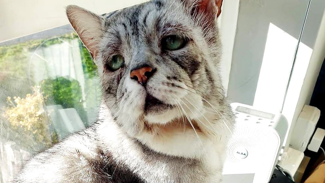 Niemand Traute Sich Zu Diesem R tselhaften Kater Bevor Sein Geheimnis 