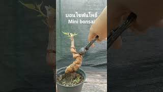 บอนไซต้นโพธิ์ บอนไซมือใหม่ bonsai minibonsai ไม้ประดับ บอนไซจิ๋ว