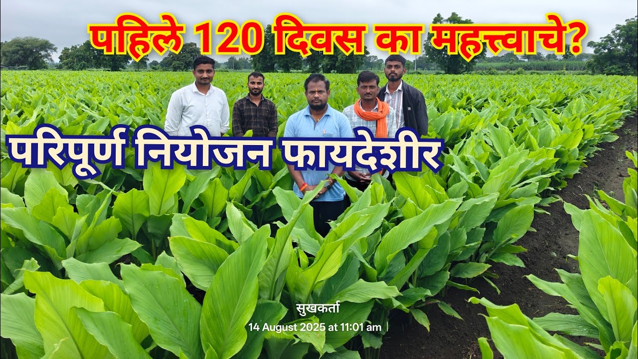 हळद पहीले 120 दिवस का महत्त्वाचे? #हळद #agriculture 