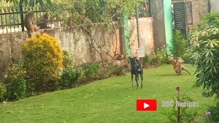 Monkey and Dog fight Funny Video | DDC Recipes Vlog | Monkey Teasing Dog Funny