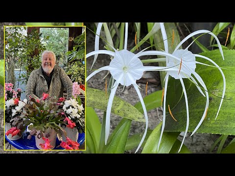 Vidéo: Fleurs exotiques : beauté et originalité dans la maison