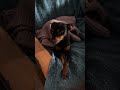 Unde se ascunde Daisy ❤️🙈 #sofiabrindas #vlog #daisy #pincher #dog