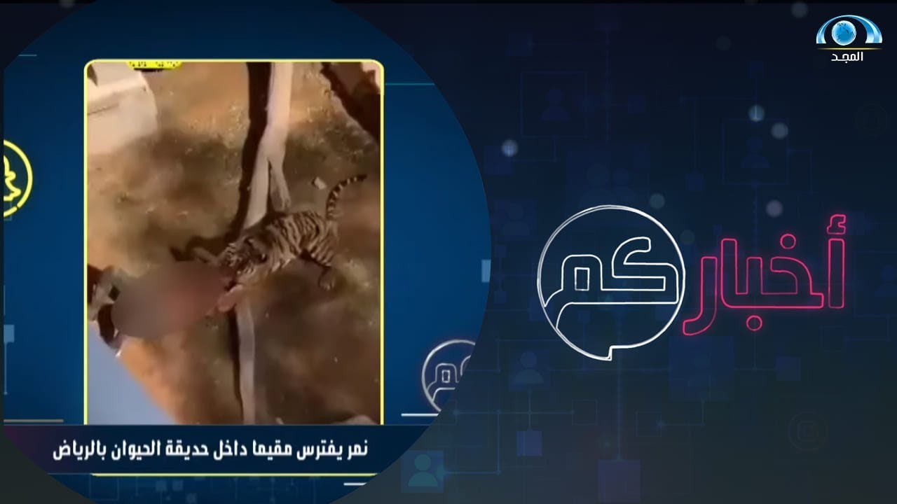 نمر يفترس مقيما داخل حديقة الحيوان في الملز بالرياض برنامج أخباركم Youtube