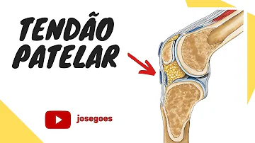 Qual é a função do tendão patelar?