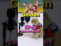 베니의 &ldquo;Golden&rdquo; KPop Demon Hunters 케이팝 데몬 헌터스 cover by Benny the Cat #shorts