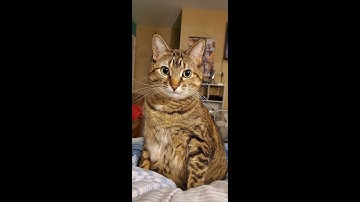 Link to the Past 2023 Festive Randomizer