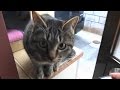 野良猫親子の朝ご飯待ち おばちゃん、ごはんまだ?