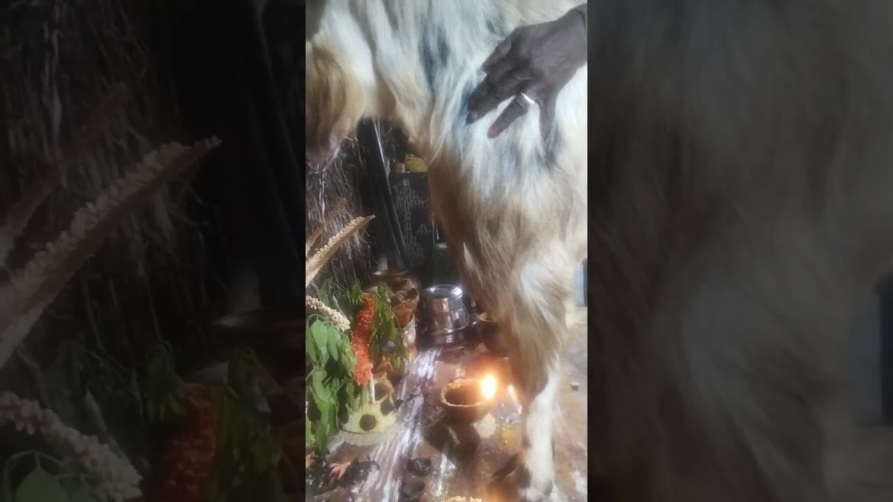 Taanni malleshu guruvu garu in liviri gavu sambaram, 02-02-2026,   ph no-7036752012