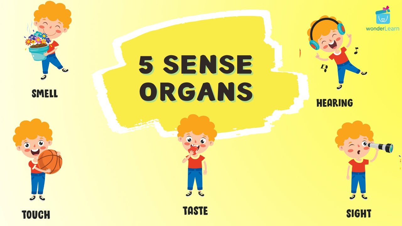 Sense Organs Five Senses Human Senses Sense Organs Name Sense