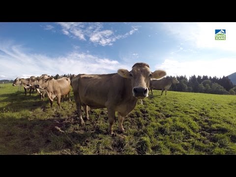 Urlaub auf dem Bauernhof in Bayern - Bad Hindelang/Allgäu