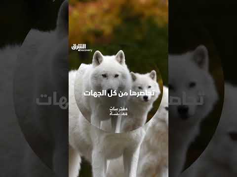 تحاصرها من كل الجهات