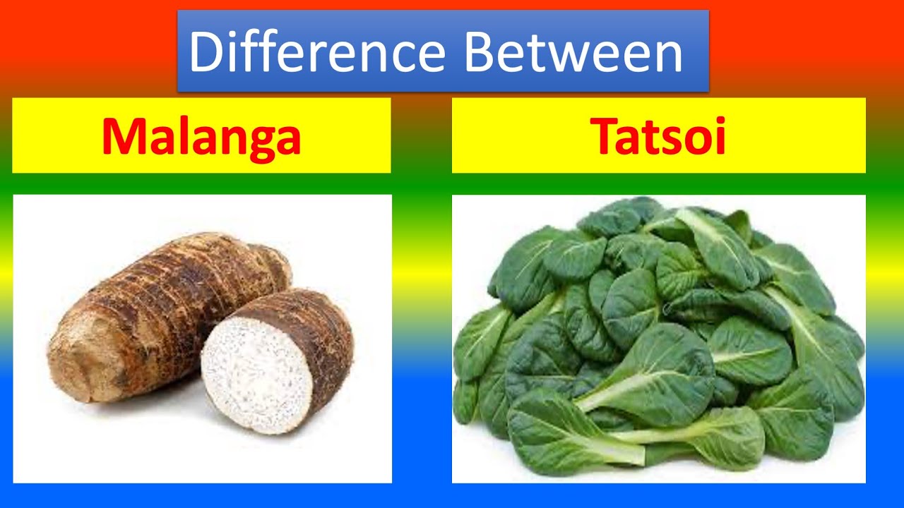 Picture Idea: Distinction Between Medical And Health Benefits Of Malanga And Tatsoi