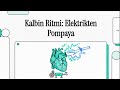 Kalbin Ritmi: Elektrikten Pompaya (Heart Rhythm: From Electricity to Pump)