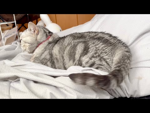 ちーちゃんを撫でたらすねちゃったあいちゃん