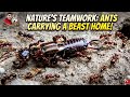 🔥 Amazing Ant Colony Working Together! (Macro View) 🫨