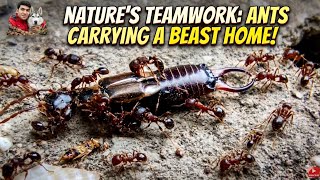 🔥 Amazing Ant Colony Working Together! (Macro View) 🫨