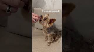 Лучик продолжает дрессировку #йорк #дрессировка #собака #york #dog #training