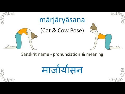 Sanskrit for Yoga - Cat Cow Pose - YouTube