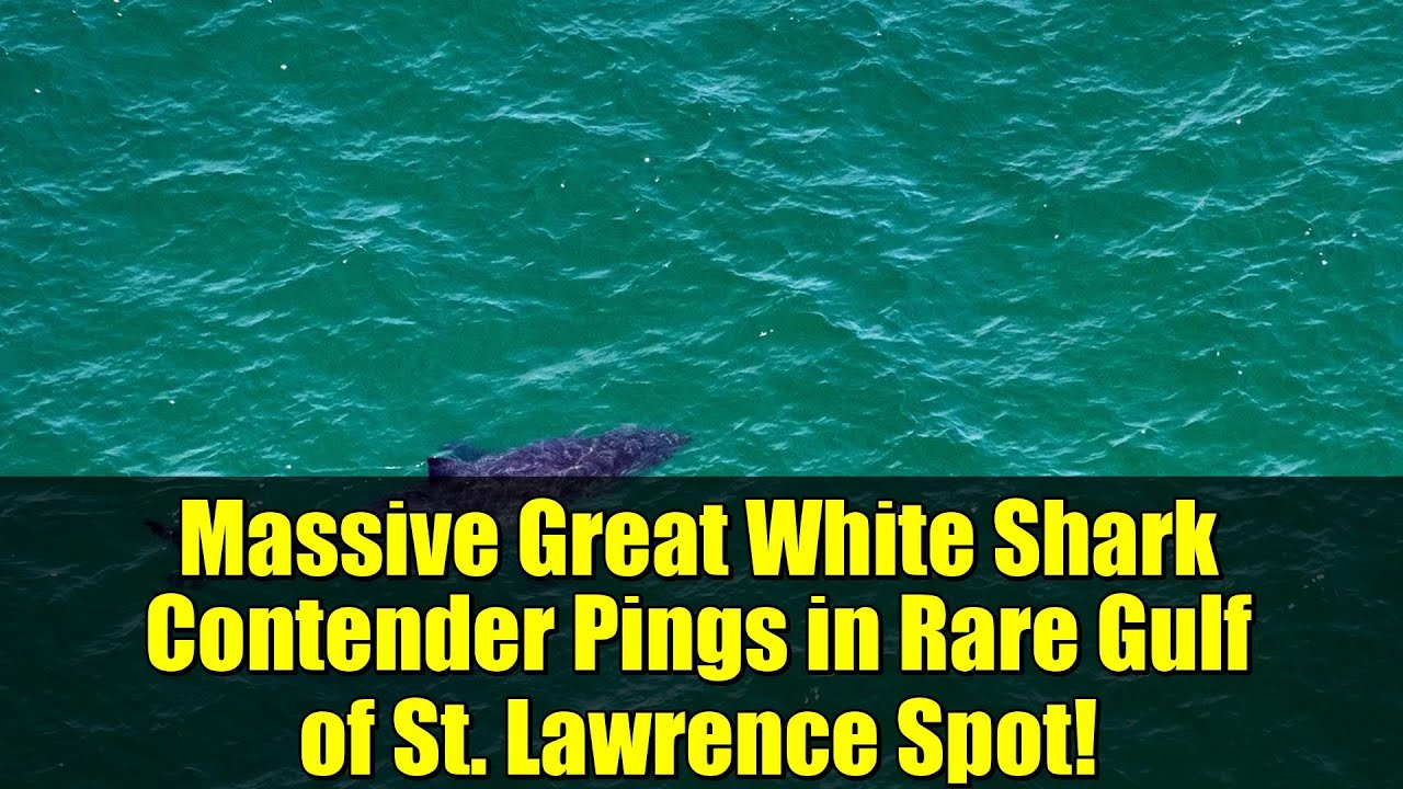 Огромная белая акула, претендующая на звание гигантской акулы, замечена в редком месте залива Свя...